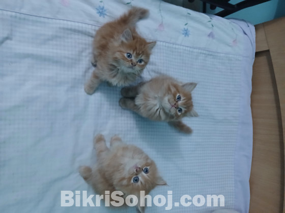 Exotic bloodline & Traditional Persian